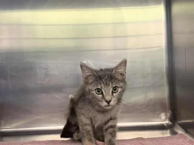 A baby small-sized female Domestic Short Hair cat named Goose for adoption in Grand Prairie, TX