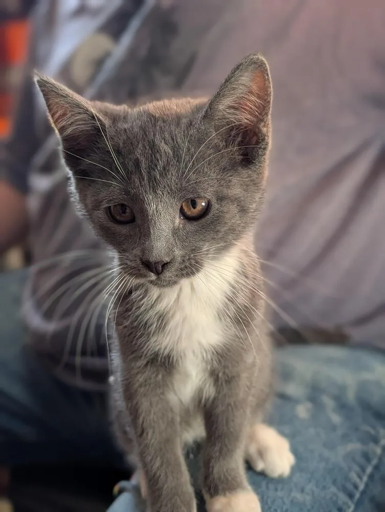 A baby small-sized female Gray & White Domestic Short Hair cat named Re Re for adoption in Lancaster, CA