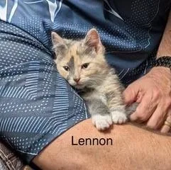 A baby medium-sized female Dilute Tortoiseshell Domestic Short Hair cat named Lennon for adoption in Menasha, WI