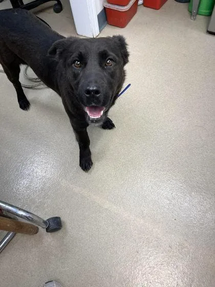 An adult medium-sized female Labrador Retriever dog named Raven for adoption in Sullivan, IN