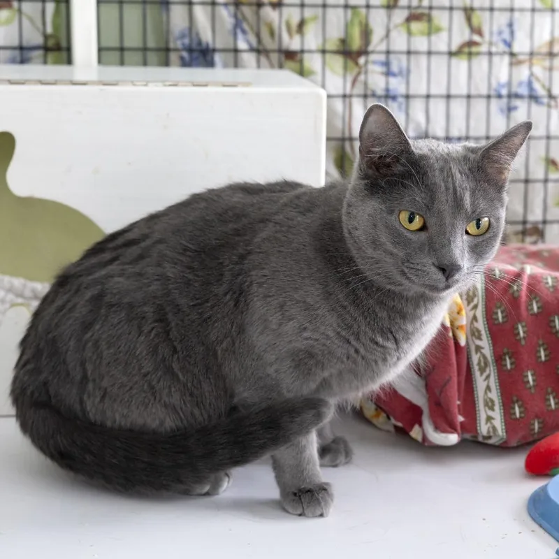 Yoyo Mama thumbnail 2