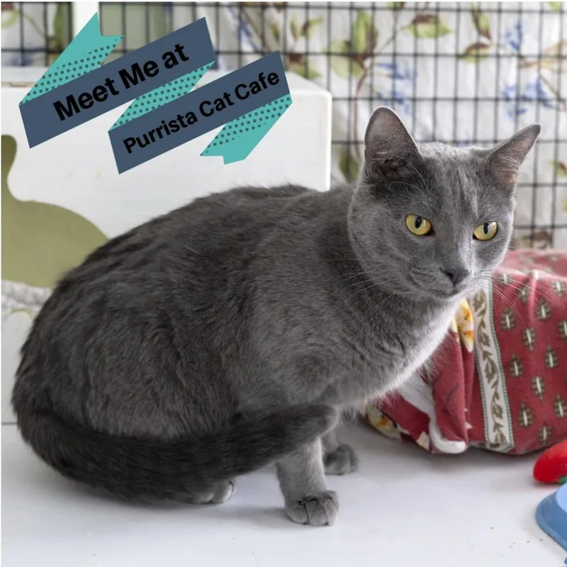 Yoyo Mama thumbnail 3