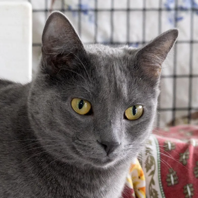 Yoyo Mama thumbnail 4