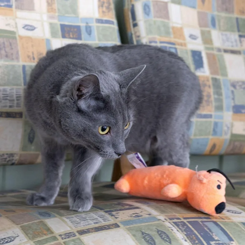 Yoyo Mama thumbnail 5