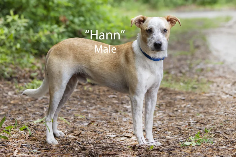 Hann thumbnail 2