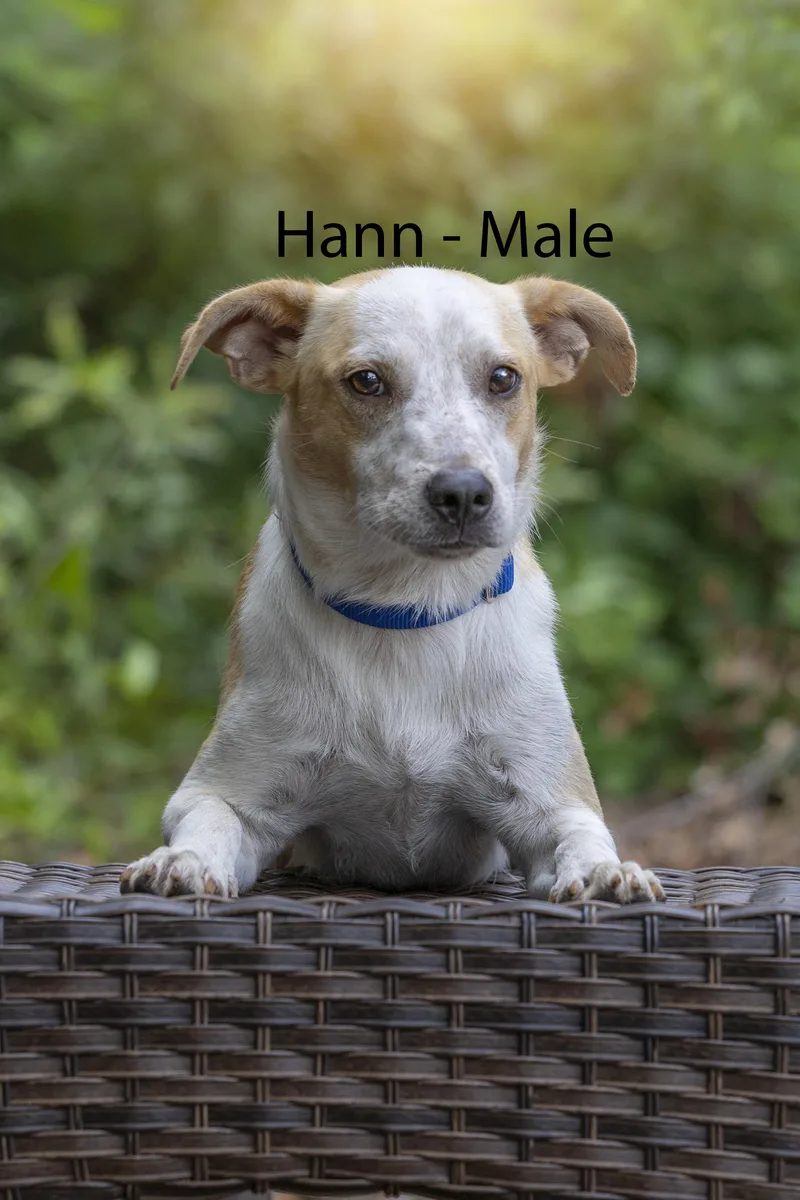 Hann thumbnail 3