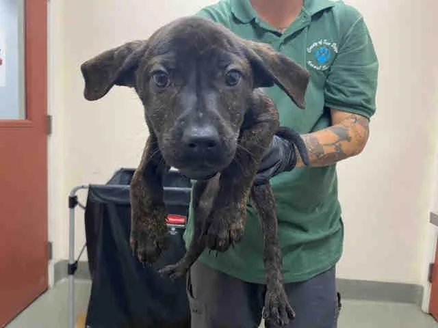A baby medium-sized male Hound dog named Frodo for adoption in Bonita, CA