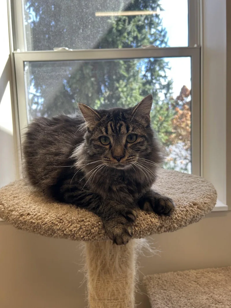 A young large-sized male Domestic Medium Hair cat named Duncan for adoption in Arlington, VT