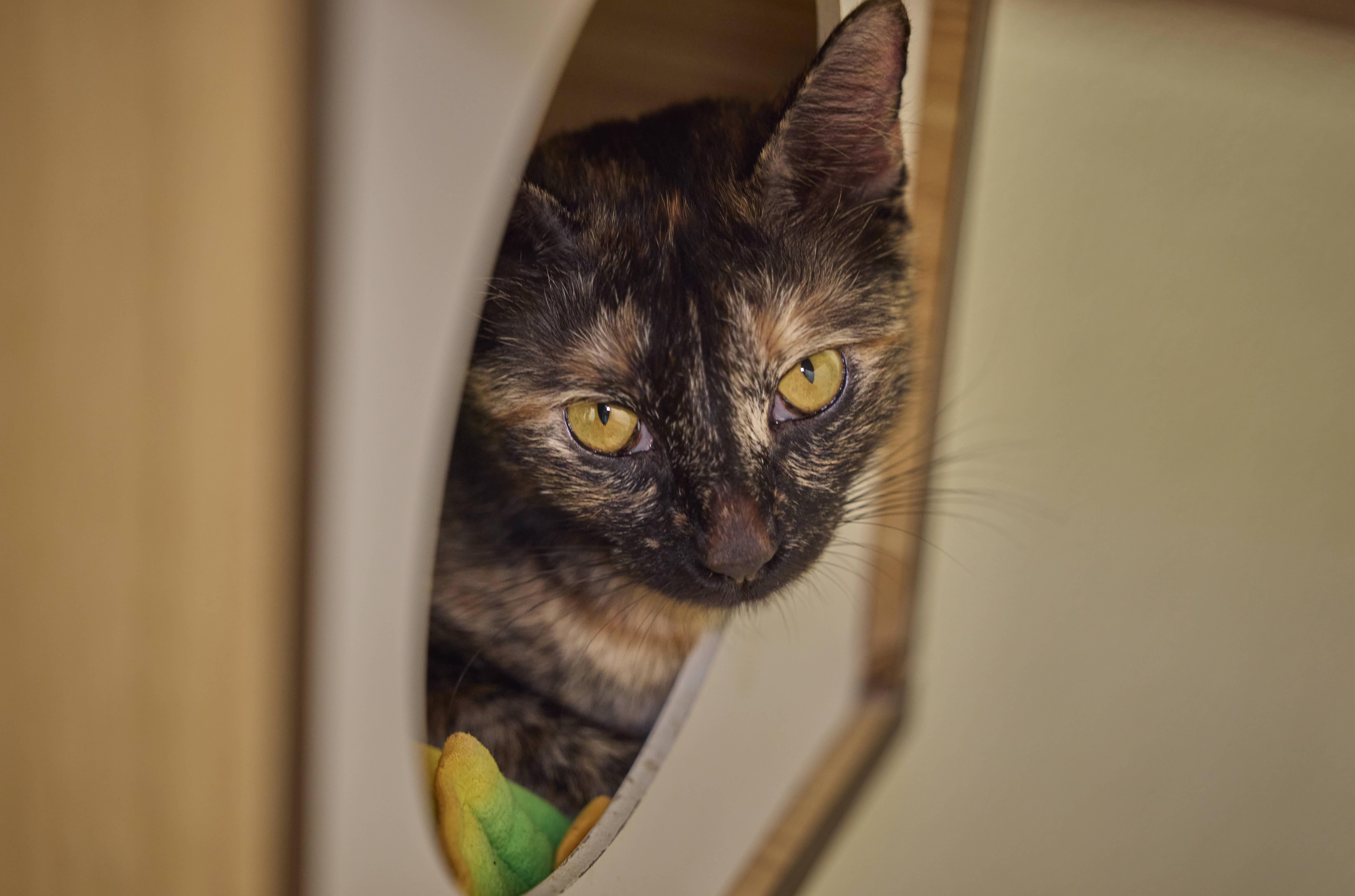 An adult medium-sized female Tortoiseshell cat named Sasha for adoption in Santa Barbara, CA