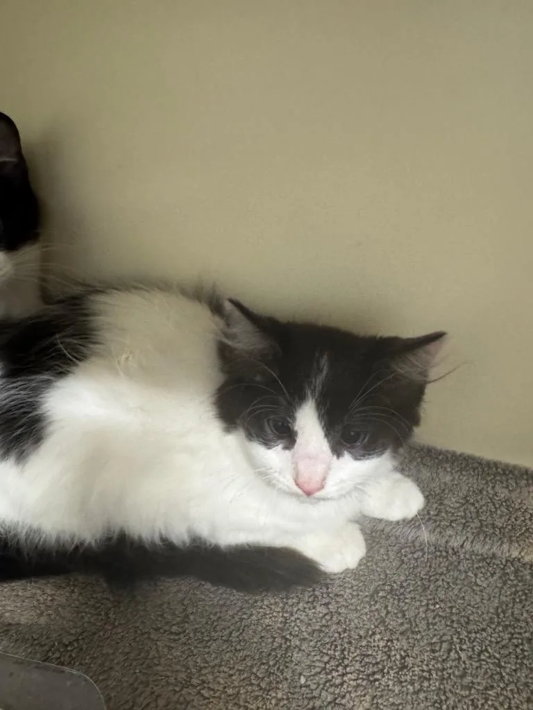 A baby medium-sized female Domestic Medium Hair cat named Sandy for adoption in Bloomington, IN