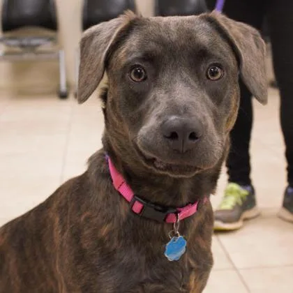 A senior large-sized female Brindle Labrador Retriever dog named Reggie for adoption in Atlanta, GA