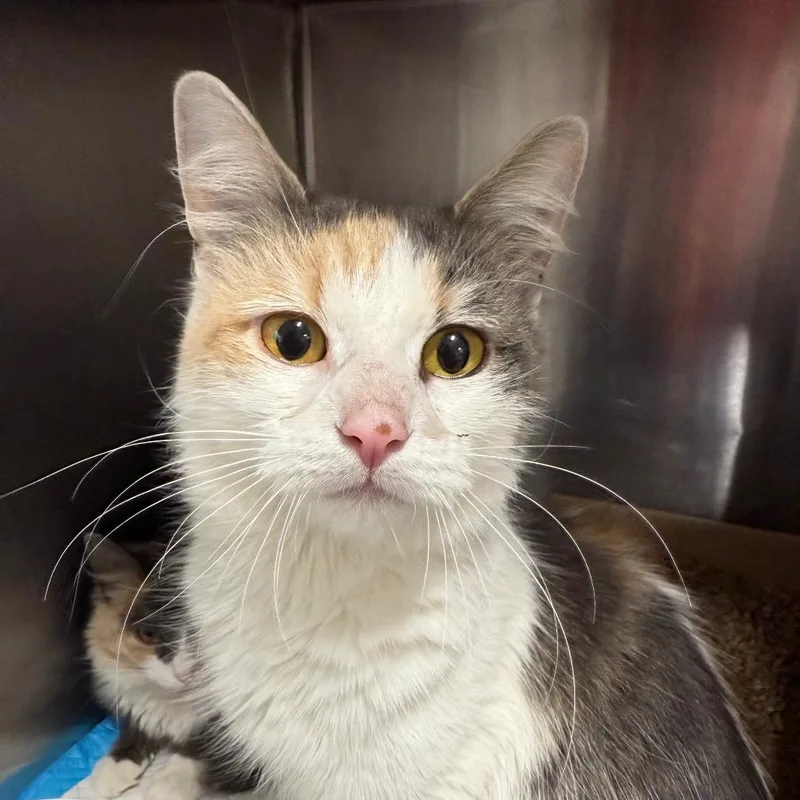 A young medium-sized female Brown / Chocolate Domestic Short Hair cat named Savannah for adoption in Newark, NJ