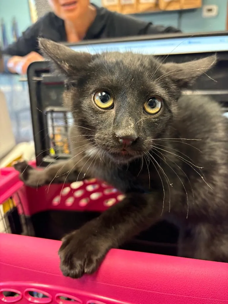A young medium-sized male Domestic Short Hair cat named Pedro for adoption in Rock Springs, WY