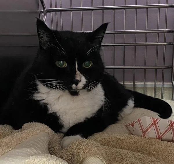A senior medium-sized female Domestic Short Hair cat named Tahtah for adoption in Vancouver, WA