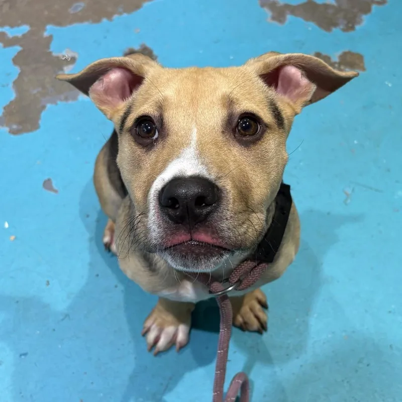 A baby small-sized male Yellow / Tan / Blond / Fawn Mixed Breed dog named Bruno for adoption in Rocky Mount, VA
