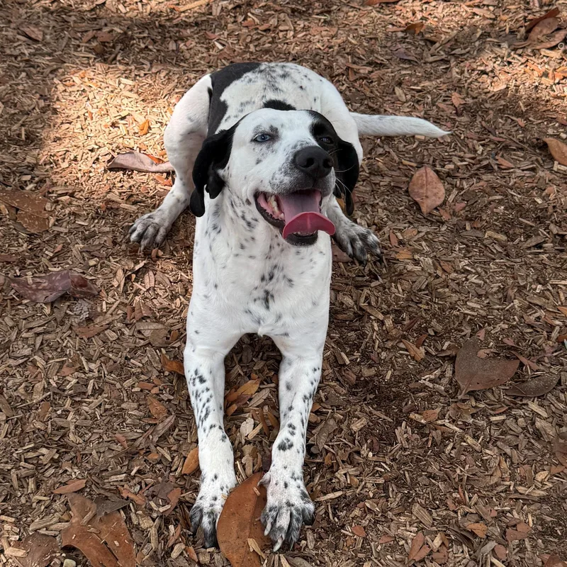 An adult medium-sized male Black Mixed Breed dog named Jackson for adoption in St. Augustine, FL