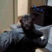 A baby small-sized male Black Domestic Short Hair cat named Toby for adoption in Pleasant Hill, CA