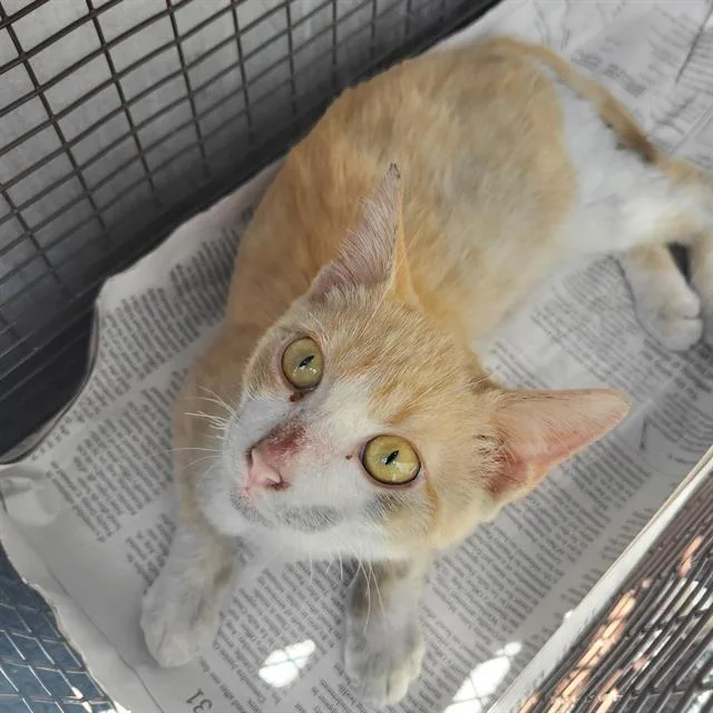 A young small-sized male Domestic Short Hair cat named Merrick for adoption in San Antonio, TX