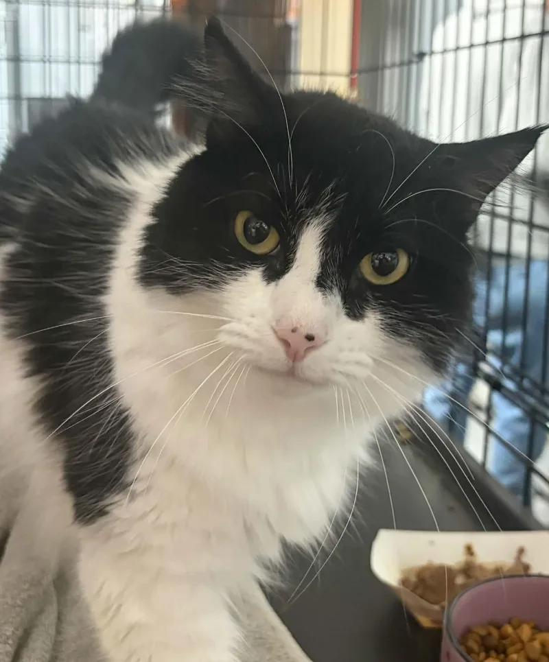 An adult large-sized female Calico Domestic Long Hair cat named Cora & Zoey for adoption in Westfield, MA