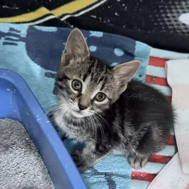 A baby small-sized female Brown / Chocolate Domestic Short Hair cat named Nora for adoption in East Hanover, NJ