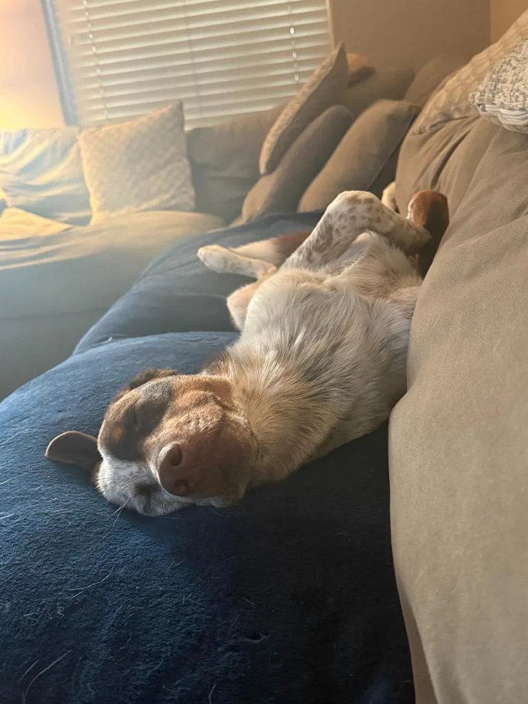 A young medium-sized male Australian Shepherd dog named Cowboy for adoption in Lake Forest, CA