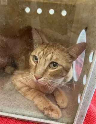 An adult medium-sized male Domestic Short Hair cat named Naranja for adoption in Lancaster, CA