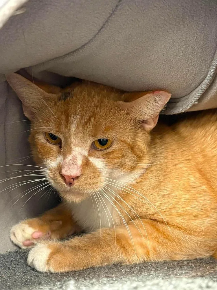 A young medium-sized male Orange & White Domestic Short Hair cat named Smudge for adoption in Orlando, FL