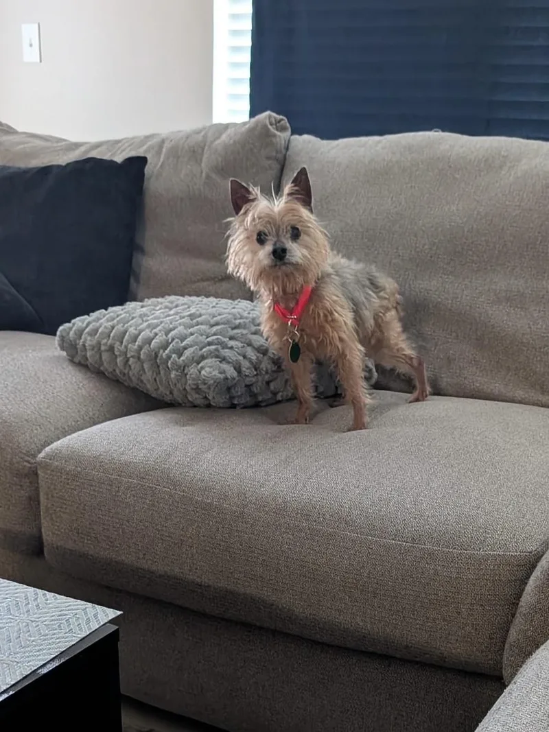 An adult small-sized male Yorkshire Terrier dog named Max for adoption in Hillsborough, NC