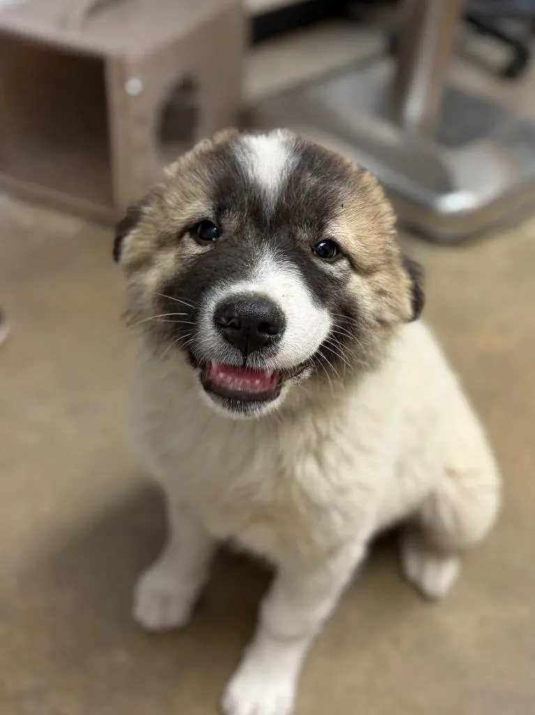 A baby small-sized female Anatolian Shepherd dog named Cloe for adoption in Lockhart, TX