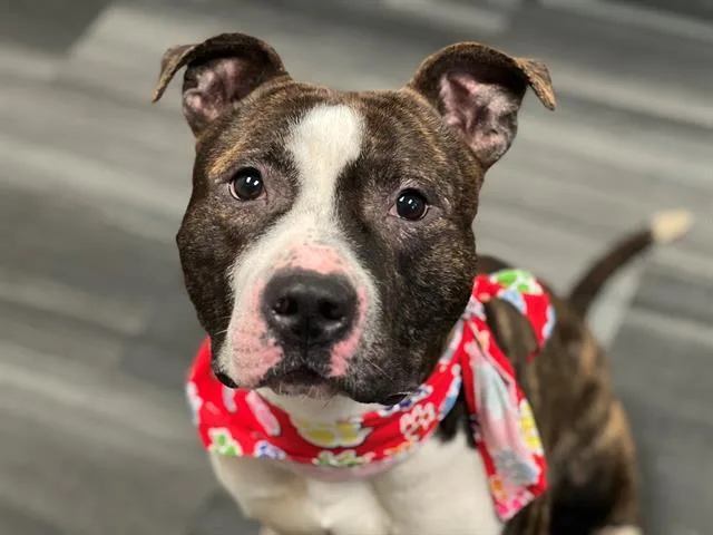 An adult medium-sized male Pit Bull Terrier dog named River for adoption in Charlotte, NC