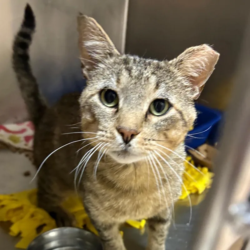 An adult small-sized male Brown / Chocolate Domestic Short Hair cat named Pineapple Thompson for adoption in Kanab, UT