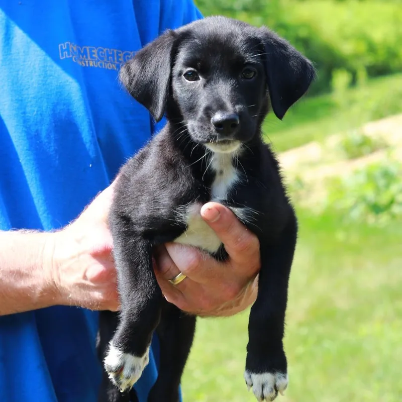 A baby medium-sized female Black Labrador Retriever dog named CT Luna Moth avail for adoption in Eastford, CT