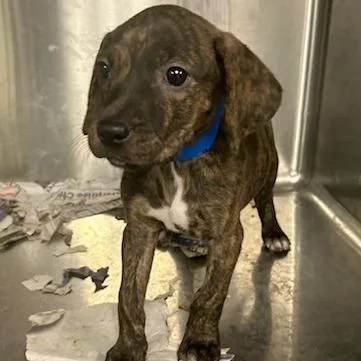 A baby medium-sized male Brown / Chocolate Mixed Breed dog named Nugget for adoption in Knoxville, TN