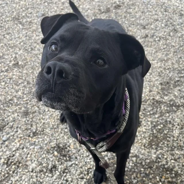 A young large-sized male Labrador Retriever dog named Black Jack for adoption in Lincolnton, NC