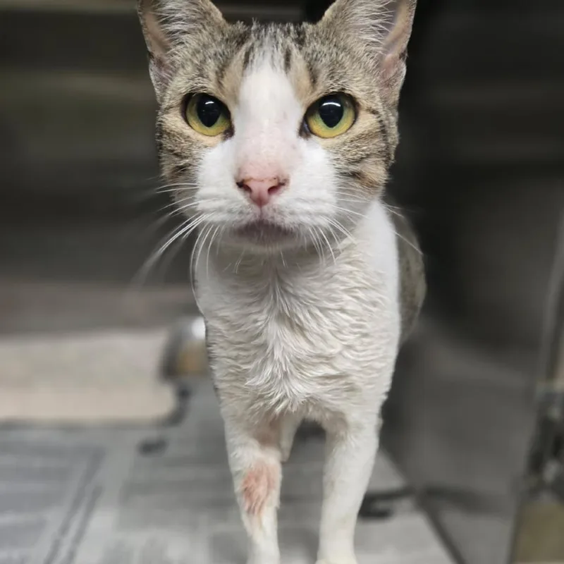 An adult large-sized female White Domestic Short Hair cat named Kix for adoption in Pauls Valley, OK