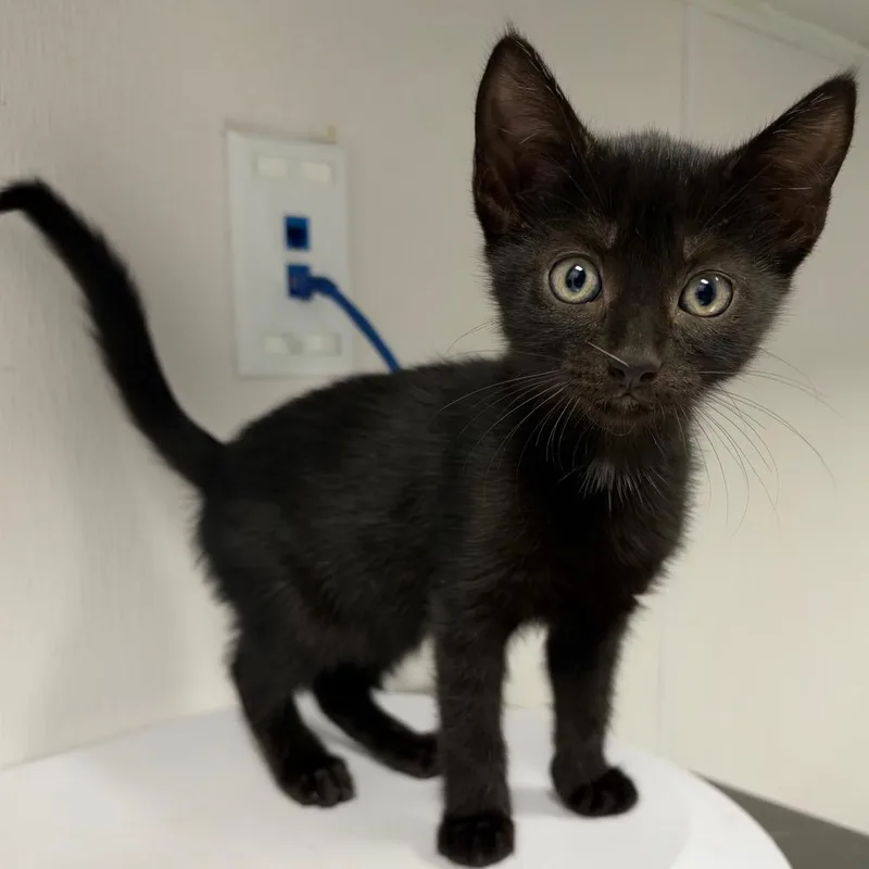 A baby small-sized female Black Domestic Short Hair cat named London for adoption in Tampa, FL