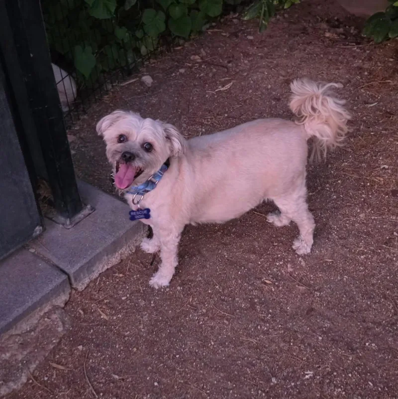 A young medium-sized female Maltese dog named Chyna for adoption in Las Vegas, NV