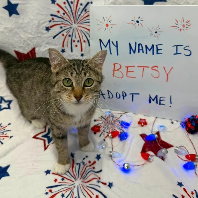 A young small-sized female Brown / Chocolate Domestic Short Hair cat named Betsy Ross for adoption in Carmel, IN