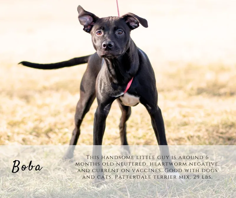 A young medium-sized male Black Patterdale Terrier / Fell Terrier dog named Boba for adoption in Junction City, KS