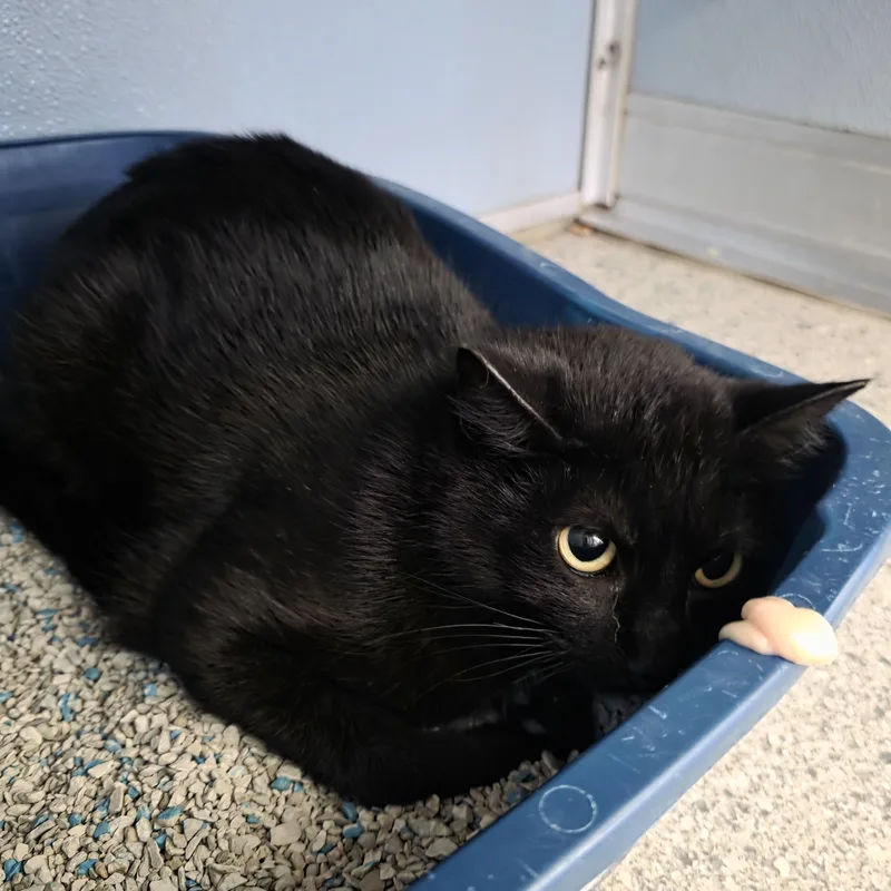 A young small-sized female Black Domestic Short Hair cat named Rosebud for adoption in Renfrew, PA