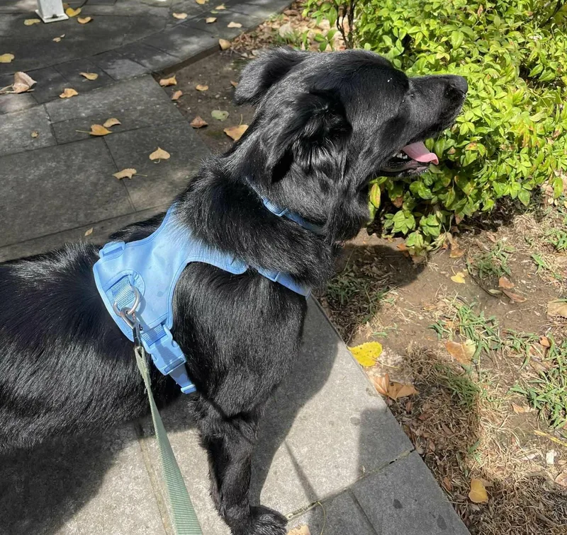 A young large-sized male Black Flat-Coated Retriever dog named Dracula for adoption in Kiowa, OK