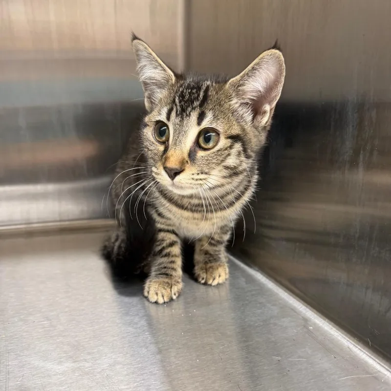 A baby small-sized female Brown / Chocolate Domestic Short Hair cat named Rooster for adoption in Morganton, NC