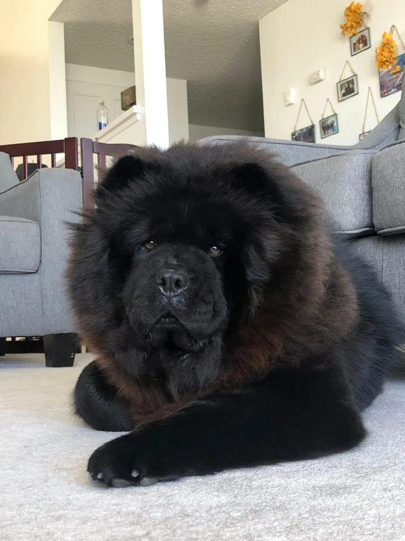 An adult medium-sized female Black Chow Chow dog named Willoughby for adoption in Sacramento, CA