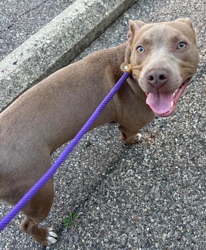 A young large-sized male Brown / Chocolate Mixed Breed dog named Parkour for adoption in Cincinnati, OH