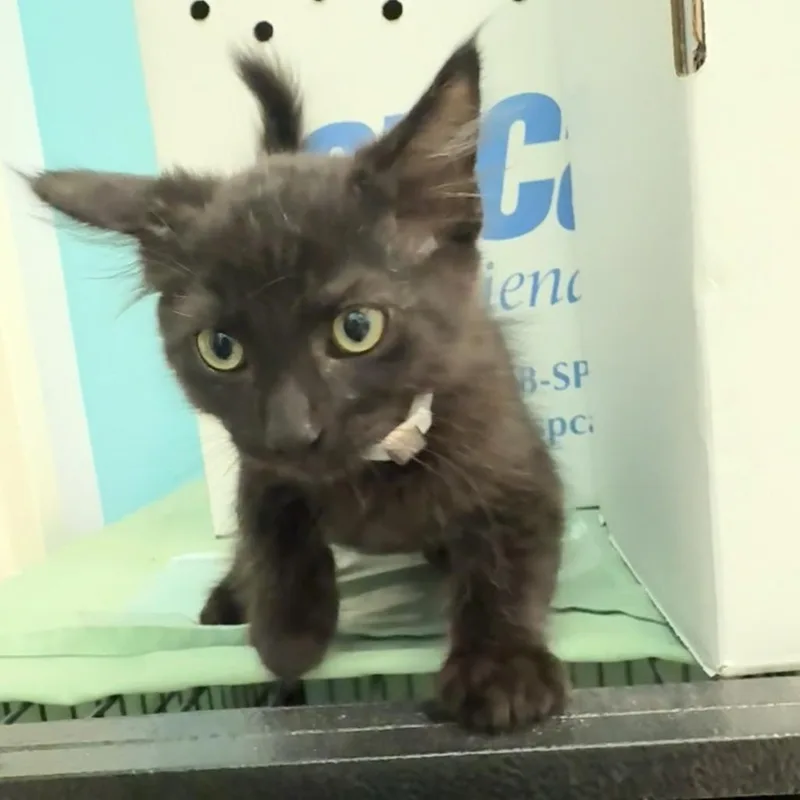 A baby small-sized male Black Domestic Medium Hair cat named Jessie for adoption in Hawthorne, CA