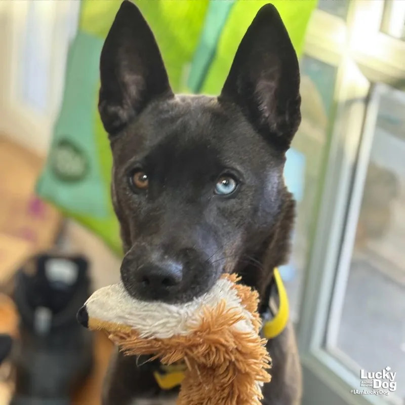 Banana Bread thumbnail 3