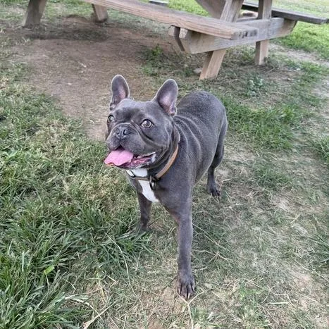 An adult medium-sized male Gray / Blue / Silver French Bulldog dog named Colt for adoption in Carencro, LA