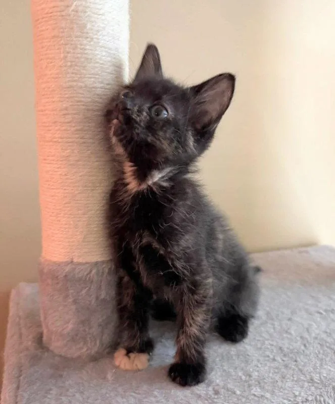 A young medium-sized female Tortoiseshell cat named Thumper for adoption in Knoxville, TN