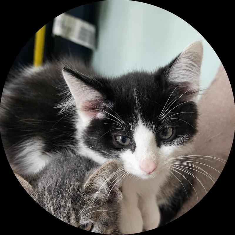 A baby small-sized male Black & White / Tuxedo Domestic Medium Hair cat named Air Jordan for adoption in Dallas, TX