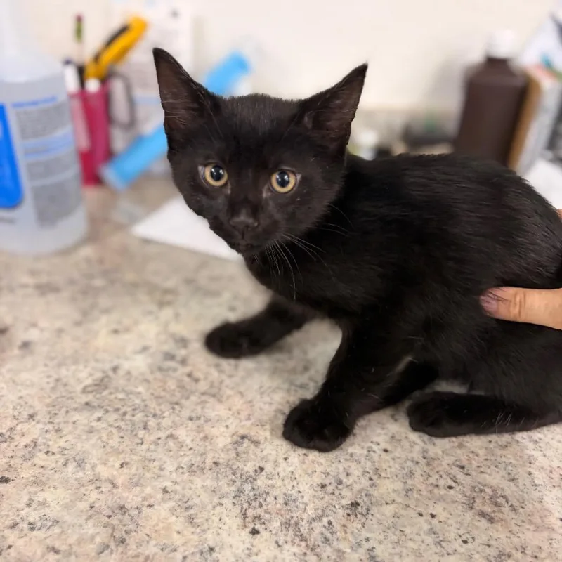 A baby small-sized male Black Domestic Short Hair cat named Charles for adoption in Spokane, WA